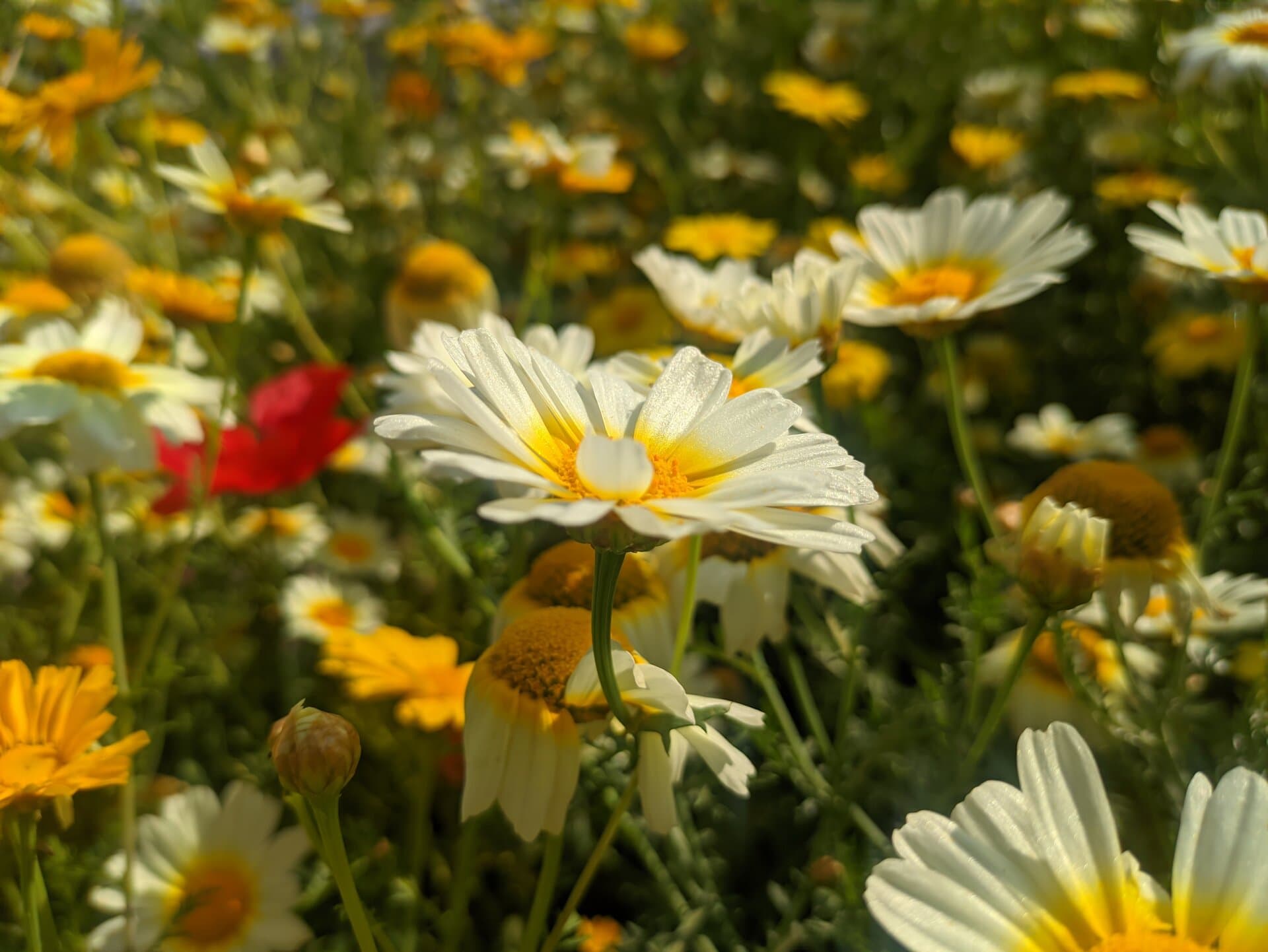 p-2024-03-19-09-51-54-000-1-TzFTFOLI